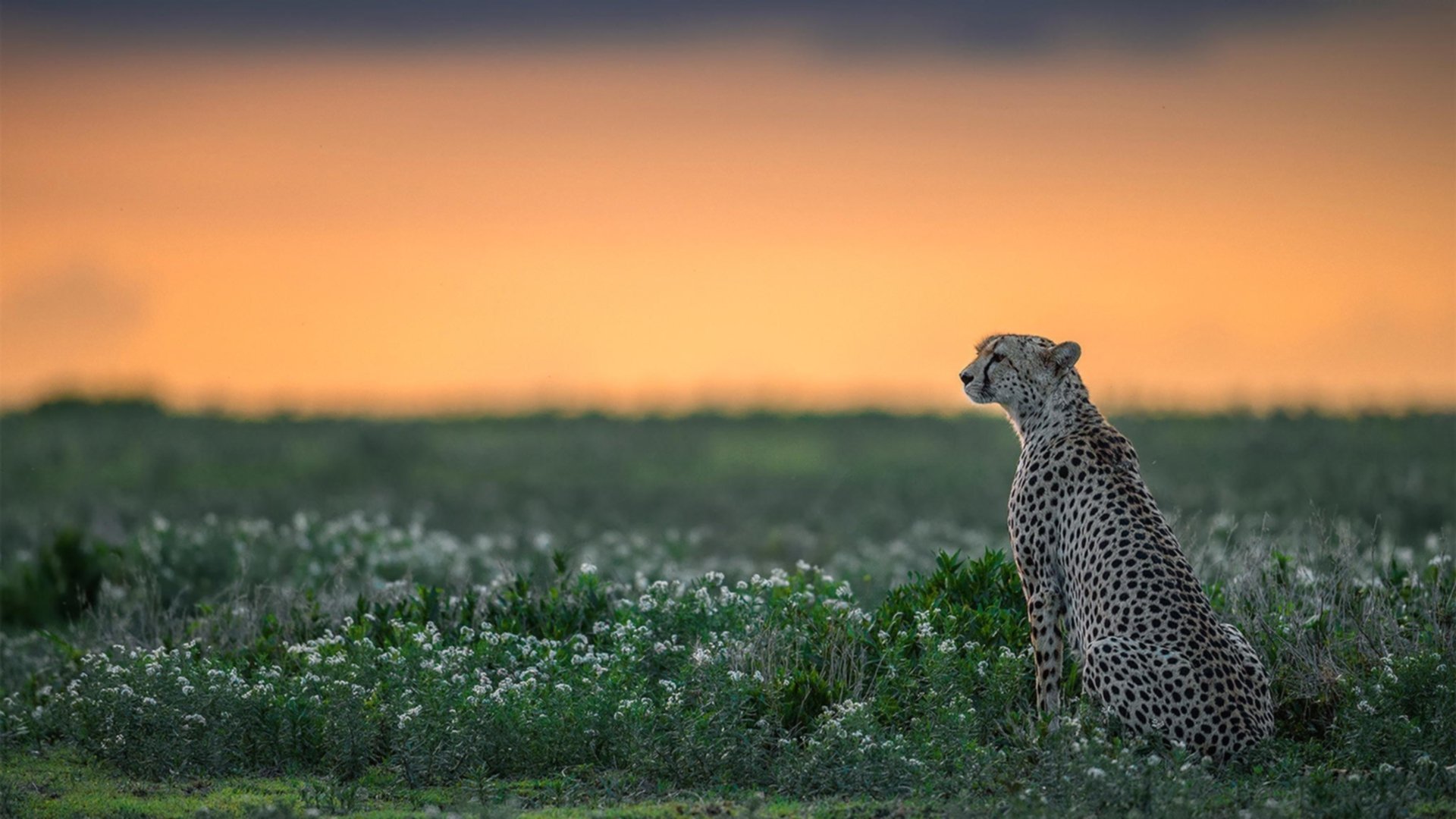 开云体育入口-凯尔特人铜墙铁壁锁死字母哥，利拉德冷血三分定江山，一场属于防守与巨星的博弈